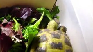 Russian Desert Tortoise Eating