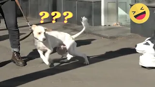 Funniest Pranks On Dogs #1 😆 TRY NOT TO LAUGH 😂  Pets Town