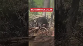 Bear Attacks Cub in Cold Blood! Nature Is Metal!