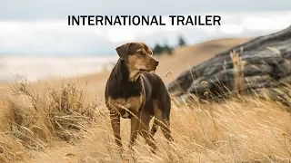 A Dog's Way Home - International Trailer - At Cinemas Now