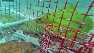 GoPro in bait trap 4