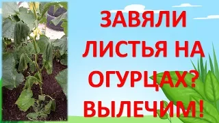 ЗАВЯЛИ ЛИСТЬЯ НА ОГУРЦАХ? ВЫЛЕЧИМ! Почему вянут листья на огурцах? Как выращивать огурцы.