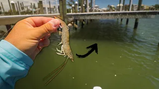 FISHING LIVE SHRIMP UNDER BIG DOCKS... I Made a Huge Mistake