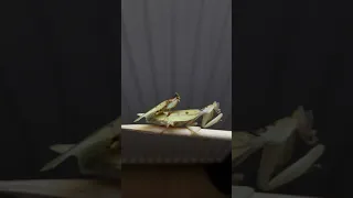 Helvia cardinalis mating - Yellow orchid mantis breeding