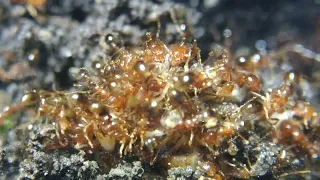 Solenopsis geminata