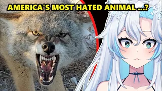 WHY DOES THE USA HATE THIS ANIMAL SO MUCH ??? || Casual Geographic React