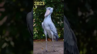 2023 Shoebill Stork and 5000 BC Shoebill Stork || Ancient Creatures #shorts #youtubeshorts #viral