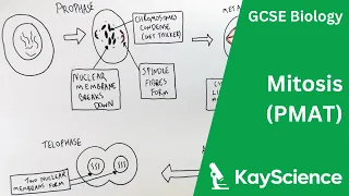 Cell Cycle & Mitosis - GCSE Biology | kayscience.com