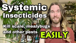 Systemic Pesticides: How to kill scale and other houseplant pests easily