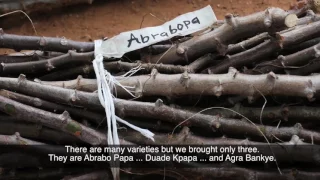 KUAPA S2 EP6 CASSAVA VARIETIES