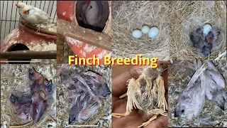 How to breed finches || Day 1 to 21 Progress || Make Finch Colony with 1 pair (part 1)