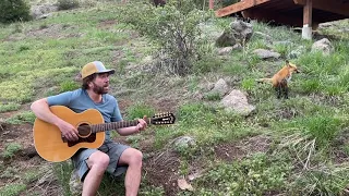 Andy Thorn sings Fox on The Run to a wild fox
