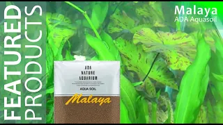 A 3 Year Old Malaya Aquarium