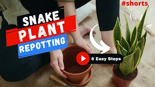 Snake Plant Repotting | 6 Easy Steps | #SHORTS | MOODY BLOOMS