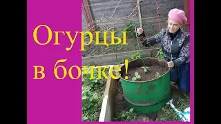 Посадка огурцов в бочку