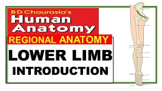 Chp1 | Lower Limb Introduction | BD Chaurasia Regional Anatomy | Dr Asif Lectures