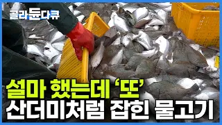 설마하고 올린 그물에 ‘또’..“이게 다 얼마야”┃80톤 갑판 가득 산더미처럼 올라오는 물고기┃국내 최대 가자미 황금어장┃방어진 만선 가자미잡이┃바닷가 사람들┃#골라듄다큐