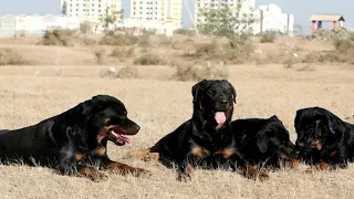 Fünf Gründe, warum du niemals einen Rottweiler besitzen solltest!