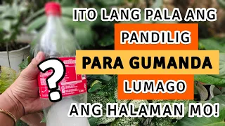 EFFECTIVE TIPS PAMPALAGO, PAMPABULAKLAK, AT PAMPAGANDA NG HALAMAN! | PLANT CARE