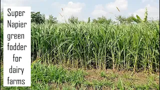 How do you harvest Super Napier grass / Super Napier grass stems in Tamil Nadu @ 9790987145