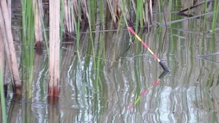 КАРАСЬ НА ПОПЛАВОК НА СЕЛЬСКОМ ВОДОЁМЕ