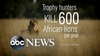 White House Receives Extradition Petition for Dentist Who Killed Cecil The Lion