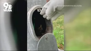 Kitten trapped in light pole rescued | Get Uplifted