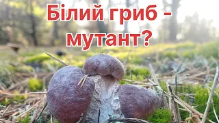 Білий гриб- мутант. 27.09.2023. Молоді білі гриби, боровики.#гриби #mushrooms #грибы#грибиукраїни