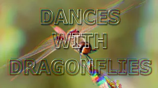 Dance of the reed flutes, with Australian Dragonflies.