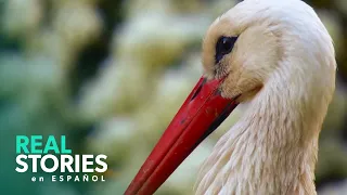 Explorando El Refugio De Vida Silvestre De Las Montañas De Los Vosgos | Real Stories En Español