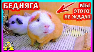 ЧТО СЛУЧИЛОСЬ У МОРСКИХ СВИНОК? / НОВОСТИ ПОД НОВЫЙ ГОД /  Alisa Easy Pets