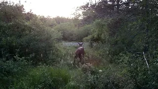 Cerfs, biches, chevreuils,... circulent en lisière du bois part 1 #wildlife #deer #animals