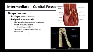 Cubital Fossa - M1 Learning Objectives