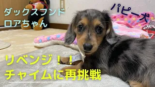 ダックスフンド♡ロア。鐘鳴らしに再挑戦　パピー犬の挑戦！