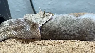 Female Desert Horned Viper Takes out last rat that eats its babies! (FULL VIDEO) (SLOW MO!!)