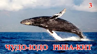 Чудо-юдо рыба-кит 3. Весёлые киты.