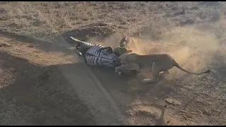 Nairobi national park . lion hunt Zebra