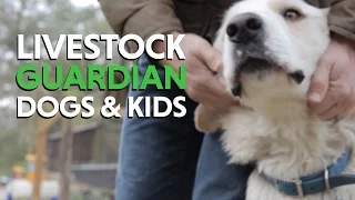 Great Pyrenees Livestock Guardian Dogs and Fencing for a new Homestead With Animals