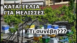 Καταγγελία για μελίσσια μέσα σε πόλη