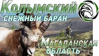 Mountain Hunt for the Kolyma Snow Sheep