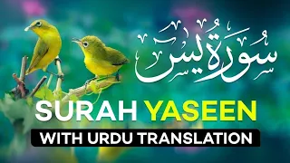 Surah yaseen||beautiful Quran recitation||heart touching voice#qurantilawat #surahyasin