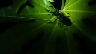 Rogač ponoči / Stag beetle at night