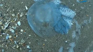 Медузы корнероты вновь у одесских берегов