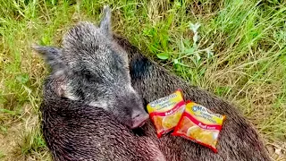 Wild Boar Hog | Catch Clean Cook  (Ramen Noodles)