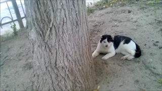 Кот Гитлер, Cat Hitler