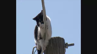 Cat Rescued After Days On Utility Pole