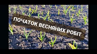 Всходи повітряної бульбочки та часника. План робіт на початок весни