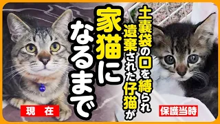 【祝！卒園】土嚢袋に入れられ、遺棄された子猫と...生まれてすぐに母猫とはぐれた子猫が、一緒のおうちで ずっとの家族になりました【まとめ】