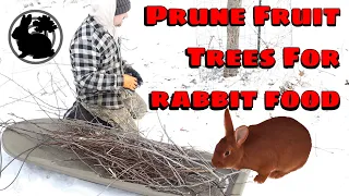 Prune Fruit Trees For Rabbit Food