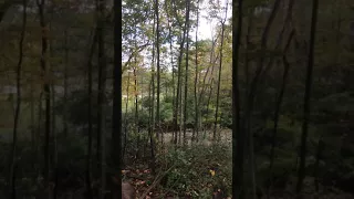 Strange howl heard in Ohio woods.